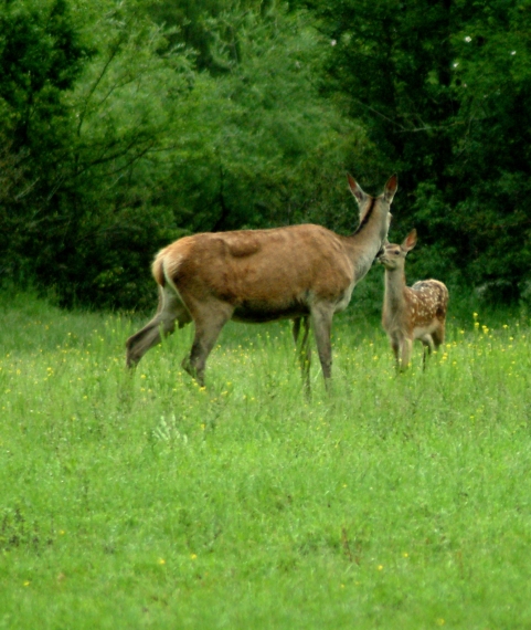 Tenerezze di mamma cervo